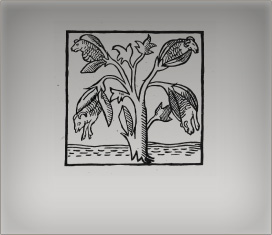 Mythology of Cotton Barometz Vegetable Lamb and Sir John Mandeville